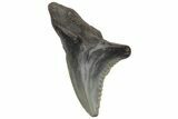 Bargain, Snaggletooth Shark (Hemipristis) Tooth #211653-1
